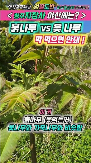 ["옻 타는 분들 필독! 진짜 옻나무 구별법"]#엄딸도반#사찰순례#청주지장사#옻나무#붉나무#옻순#참죽#가죽나물