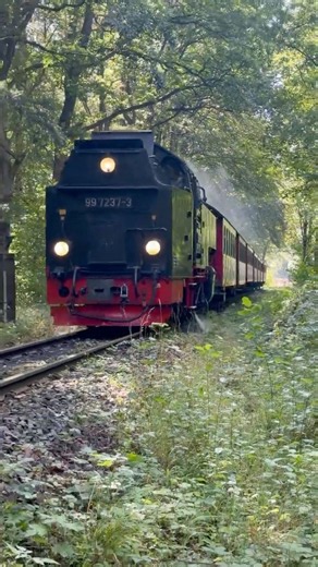 Harzer Buschbahn dampft durch den Urwald. #trainspotting #locomotive #steam #travel