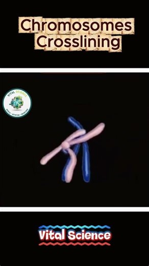 meiosis #biotechnology #didyouknow #brainscience #biologyfacts #healtheducation #humanbodyfacts