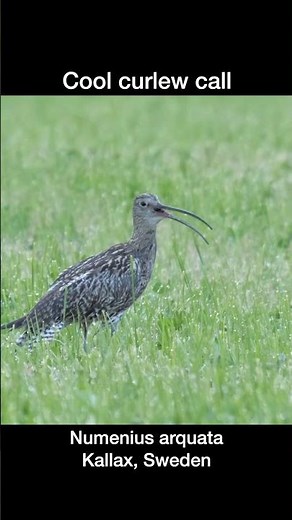 Cool curlew call
