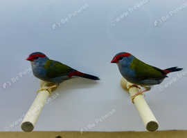 Red-Browed Finch (Sydney Waxbills) - £60