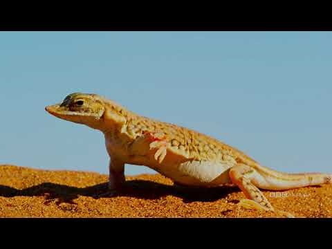 Lizard Dances to Stay Alive | Enchanted Kingdom | BBC America