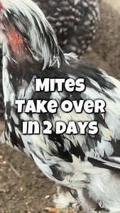 Mites take over in just 2 days and cause feather loss. Get fluffy chickens back with a clean coop. Use Cleanest Coop Ever. It dries your coop, stops ammonia, and leaves it smelling amazing. So you can get back to spending time with your flock and not wondering where their feathers went. #backyardchickens #pamperedchickenmama #petchickens #chickenlife #chickensofinstagram | I Love Backyard Chickens Pampered Chicken Mama