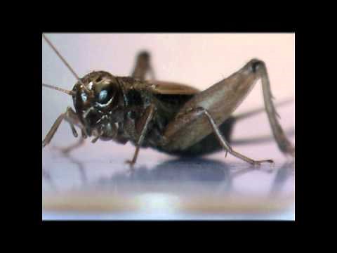 Cricket Extreme Close Up - Microscope Video - Macro Video - Backyard Bugs
