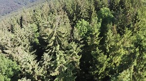Pine Trees Forest Intro