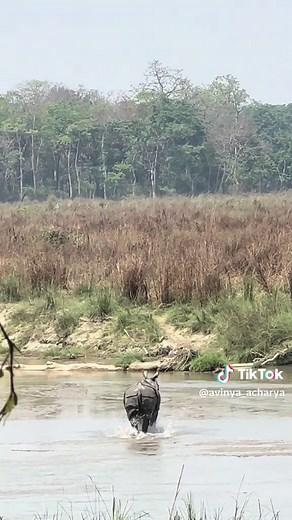 Rhino Running in Ryu River - Encounter in Chitwan National Park