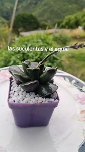 Adromischus cooperi O patitas de rana 🐸 #flores #flowers #cuidadosdeplantas #garden #jardin #Jardinería #plantas #plants #botanica #naturaleza #plantasornamentales #sijomavivero | Sijoma Vivero