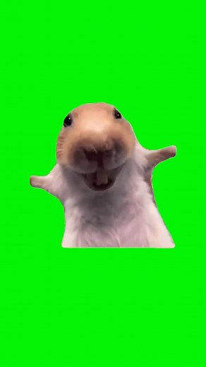 I Green Screen Things on Instagram: "Comment 'VIDEO' for Your Download Link! Laughing Rat | Green Screen #laugh #laughing #rat #funny #meme #memes #capcut #fyp"