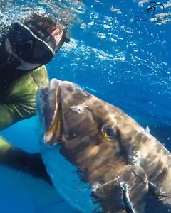 684K views · 1.8K reactions | Huge CUBERA SNAPPER shot off Palm Beach plus a COBIA taken from a swarm of bull sharks | Paul Dabill Photography | Facebook