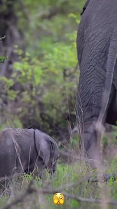 580K views · 11K reactions | Hilarious moment, momma elephant pooped...
