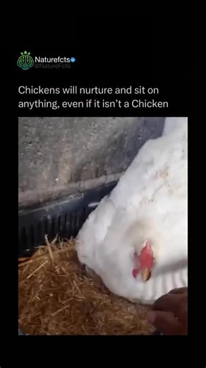 Nature Facts & News 🌳 on Instagram: "Follow (us) @naturefcts if you love nature! 🌳🌱 Chickens have an incredibly strong nurturing instinct, especially hens that go broody, meaning their hormones switch into full parenting mode. When this happens, they will sit, protect, and care for almost anything that feels like eggs, including golf balls, rocks, duck eggs, kittens, or even puppies. 🥚🐔 Once broody, a hen’s body temperature rises and she becomes fiercely protective, clucking softly and refu
