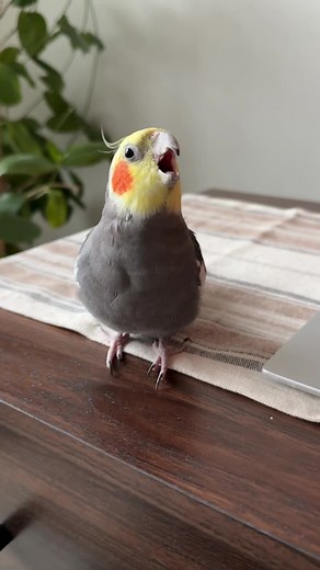 Cockatiel Hissing: Understanding and Addressing the Behavior