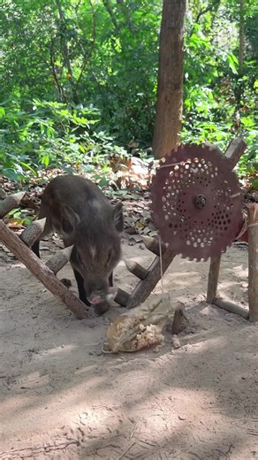 Amazing Quick powerful wild big Trap Make #animal #shorts #bushcraft #camping #trap #forst @Wilderness Life