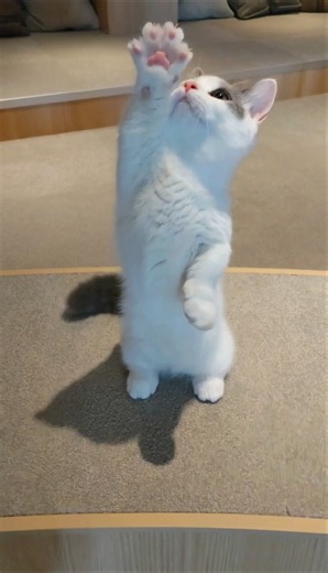 ハイテンションではしゃぐマンチカン🐱