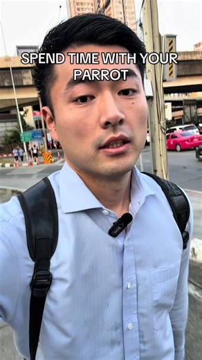 Facts I've learnt after getting parrots as pets🦜: ✅ You need to spend time with them (at least 1-2 hours per day) ✅ Neglecting them means they might develop depression and anxiety. ✅ In some cases, parrots can die from depression Solution: Spend time with your parrot!! #เลี้ยงนก #นก #scritches #นกแก้วฟอพัส #parrotsoftiktok