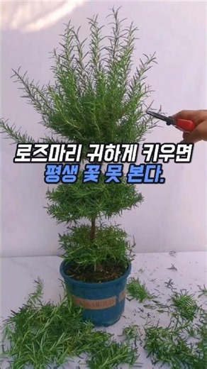Secret to setting off rosemary flower bombs #Weeds