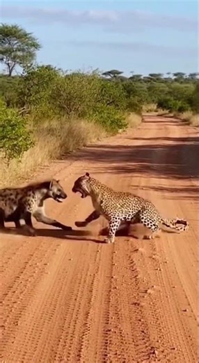 "RAW PREDATOR SHOWDOWN - Wildlife Survival Battle!"