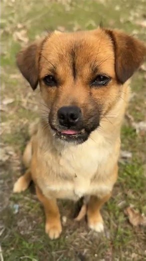 Adorable Chinese Village Dog: Meet Tutu