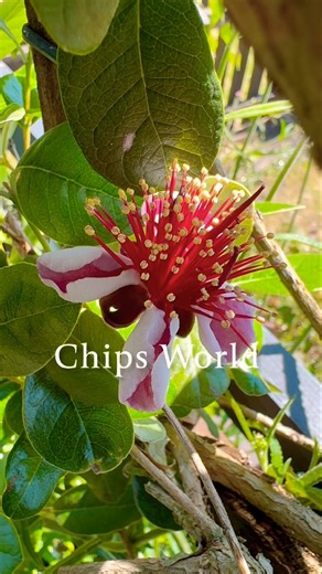 Feijoa Trees in bloom #feijoasellowiana #treefruit #flowertree