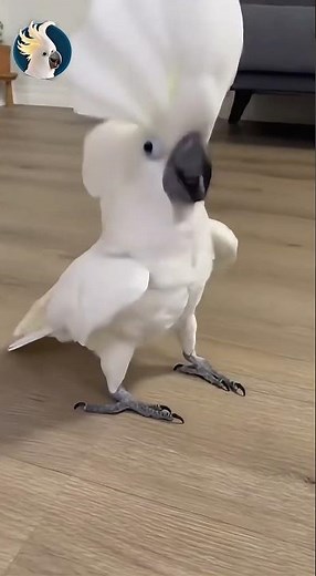 Jackson’s Greatest Hits: Wild Dance Edition 🦜🔥