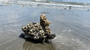 Turtle Rescue - Massive Barnacle Removal - For Scuba Divers