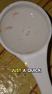 Our Adult Brine Shrimp Here Is Very Active #brineshrimp #fishfood #fishkeeper | Jovanie Tampus Delos Santos