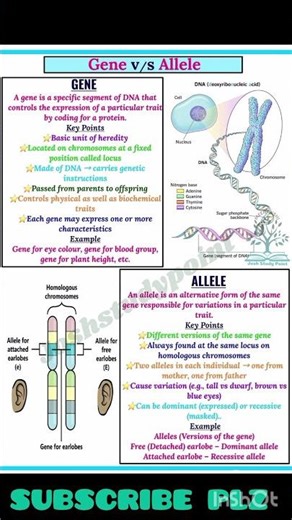 GENE V/S ALLELE