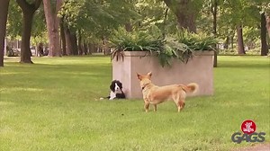 29K views · 513 reactions | STUFFED DOG ATTACKS REAL DOG! This is hilarious! Credit: Just For Laughs Gags. | Greatest Hits Radio South Coast | Facebook