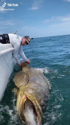 Massive goliath grouper caught with @youngpageviews #summer #fishing #goliathgrouper #florida #monster