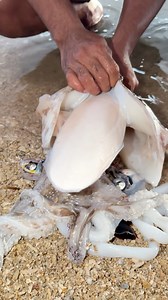 Removing cuttlefish bone | Aicel Espinosa