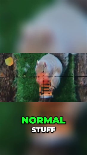 Squirrel Pest Control: Clean, Humane, & Entertaining?