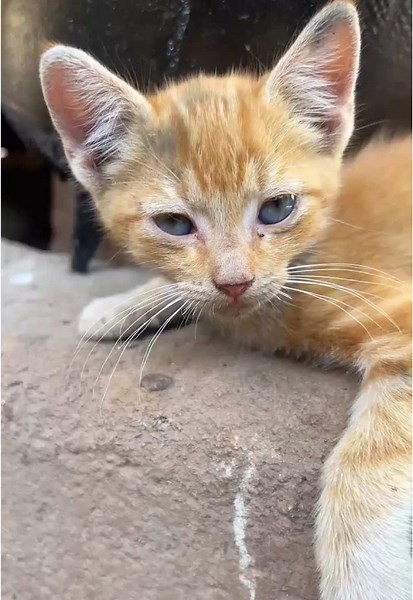 #cat #cutecat #cuteanimals