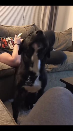 Cute Dogs Dancing: A Must-Watch for Dog Lovers