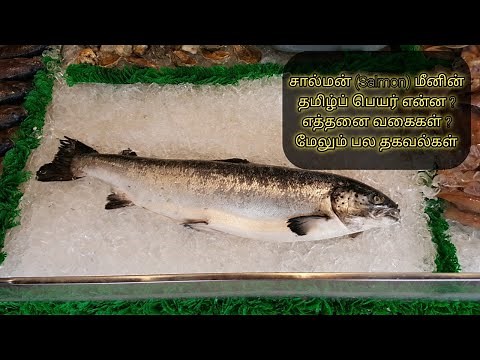 சால்மன் மீனின் தமிழ்ப் பெயர், வகைகள் & பல தகவல்கள் | Salmon Fish name in Tamil, Types & more Details