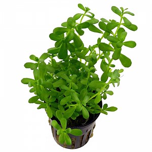 Bacopa monnieri 'Compact'