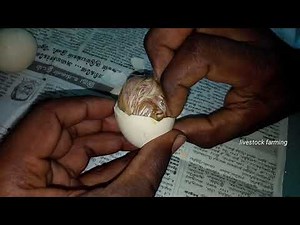 Unhatched chick rescue .