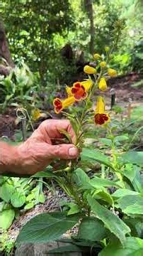 Titanotrichum oldhamii, Gold Woodland Foxglove