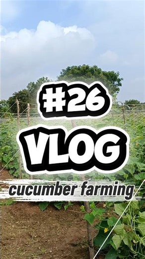 Cucumber 🥒 Farming Part-26 #farming#cucumber #kheera #Kheti