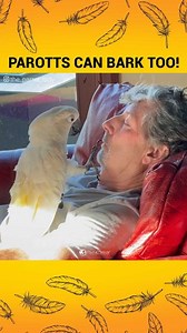 Power of Positivity on Instagram: "Umbrella Cockatoo That Barks And Loves To Snuggle Parotts can bark too!  Thanks for sharing your story @the_parrot_lady"