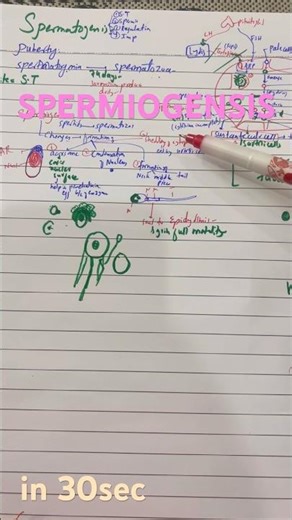 spermiogenesis in 30sec spermatogenis Langmans #spermiogenesis #spermproduction #embryo