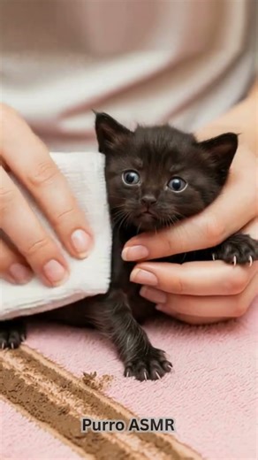 Saving a Mud-Trapped Kitten | Gentle ASMR Rescue & Cleanup