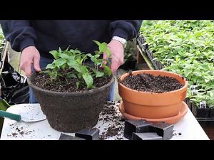 Fred Meyer -- 5 Tips for Your Fuchsia Baskets