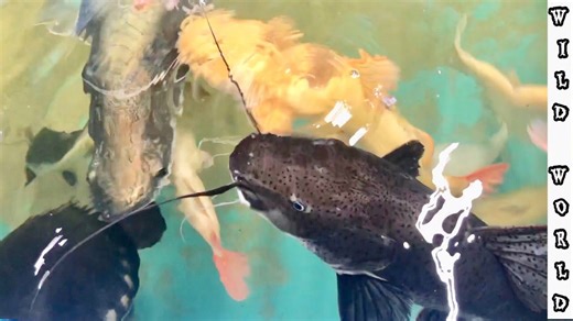 Re-homing a rare monster catfish from Predatory Fins