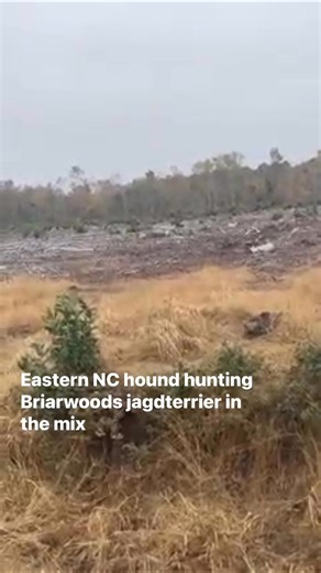 #hounddog #houndhunting #houndhunter #houndsman #houndrunning #deerhunting #deerseason #jagdterrier #workingterrier #deutschjagdterrier #deutscherjagdterrier #germanhuntingterrier #huntingterrier | Briarwoods GunDogs