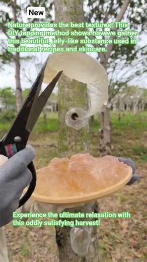 Oddly Satisfying Tree Sap Harvest! ​#Shorts #Satisfying #ASMR #OddlySatisfying #Nature #Harvesting