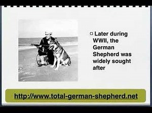 German Shepherd History - German Shepherd Dog history