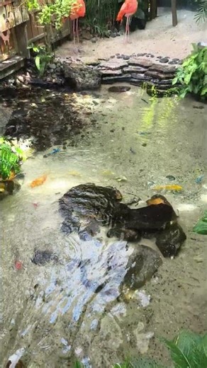 Escape to Oasis: A Butterfly Sanctuary in Key West