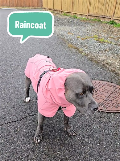 Ruby's Adorable Raincoat for Rainy Days