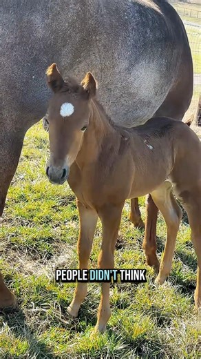 563K views · 36K reactions | Its Teddy’s Due Date! | Katie Van Slyke | Facebook