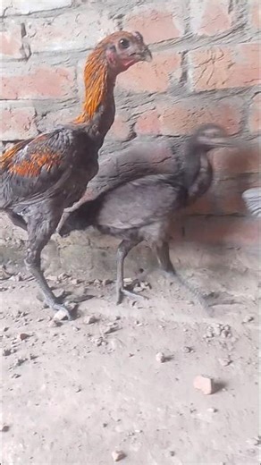 Dragon #viral #dragon #shamo #vietnam #shorts #birds